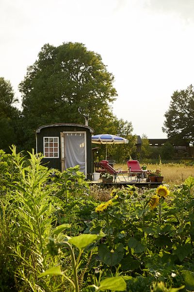 Blick durch das Sonnenblumenfeld auf den Wiesenwagen mit der Terrasse davor