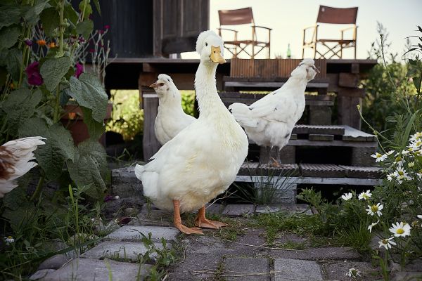 Freilaufende Gänse und Hühner auf unserem